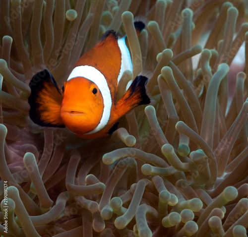 A False clown anemonefish Boracay Island Philippines
