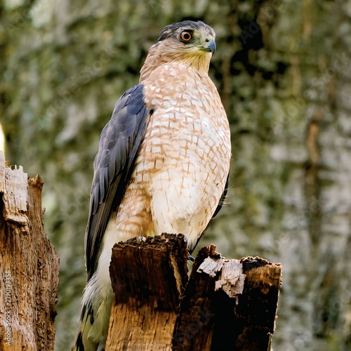 Close up portrait of adult Cooper's hawk showing barred chest and orange eyes