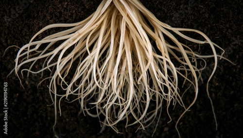 Close-up of a cluster of white roots extending from dark soil background