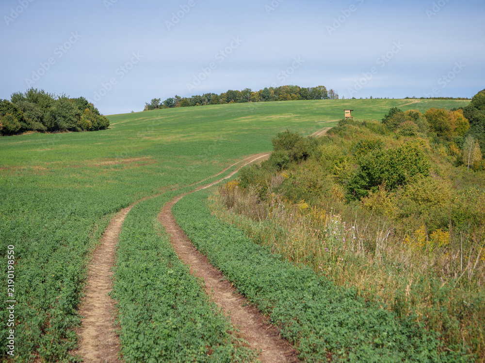 Obraz premium Green alfalfa field crossed by a dirt track with a hunting stand near the woodland edge, showing agricultural countryside and early autumn rural landscape.