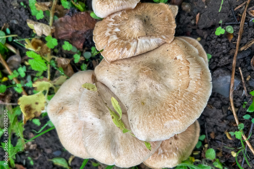 Konstfotografi Group of brown mushrooms growing on the forest ground background with green leav