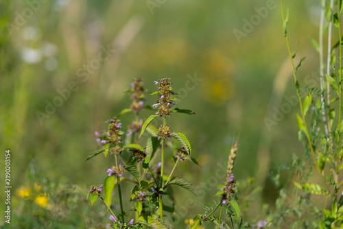 Quadro su tela Purple Stachys petals sway in a lush green meadow, creating a peaceful, harmonio