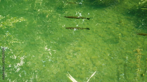 Freshwater fish and reflective pond.