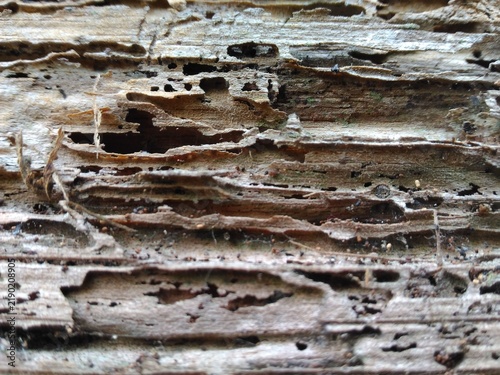 Fotografía Severe termite wood damage with hollow tunnels and dry rot texture closeup