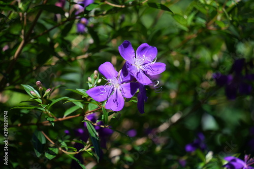 Close up of purple Pleroma semidecandrum flowers blooming outdoors.