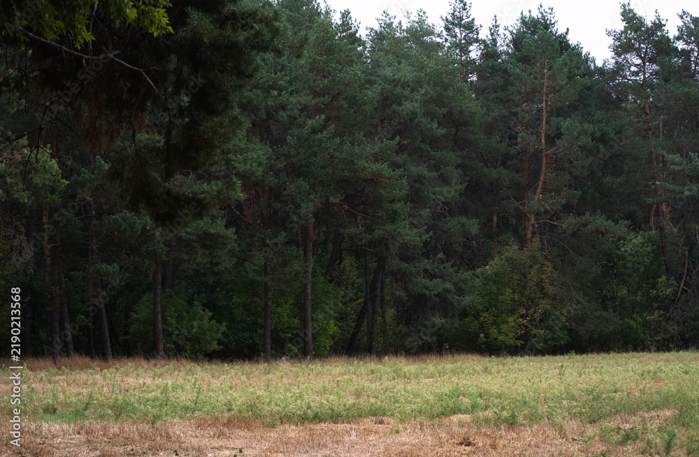 Obraz premium Dense green pine forest edge with tall trees near dry autumn grass field landscape background. Dark evergreen woods in countryside under cloudy sky. Environment and forestry concept