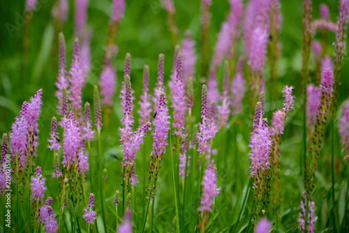 Cluster of purple Liatris flowers blooming in a summer meadow