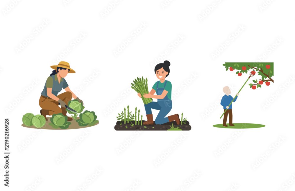 Fototapeta premium Set of Farmers Harvesting Crops Including Cabbage Asparagus and Apples Vector Illustration Design