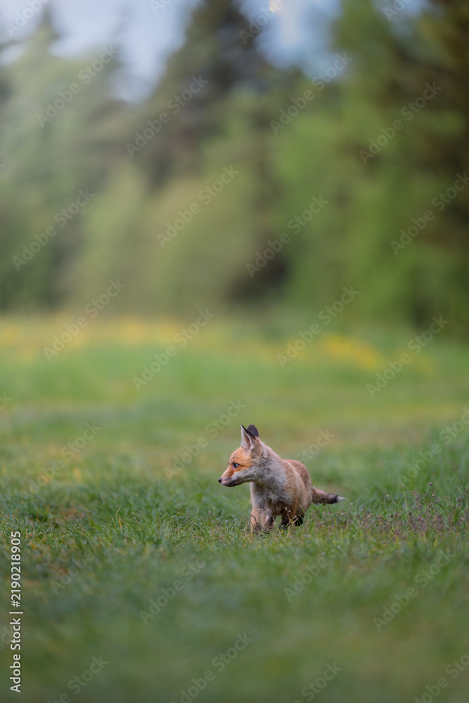 Obraz premium Young red fox cub Vulpes vulpes walking through a green meadow with wild yellow flowers.