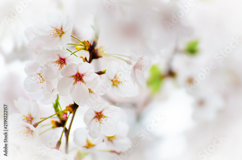 Select focus of sakura flower (cherry blossom) in spring. sakura tree flower with copy space for text.
