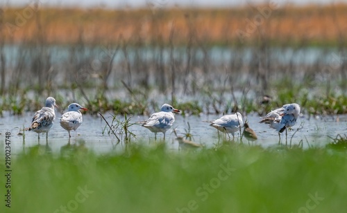 Foto A group of Slender-billed Gulls (Chroicocephalus genei) is foraging at Kabaklı Pond in Diyarbakır