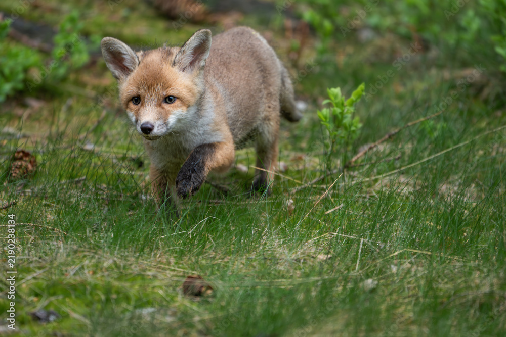 Fototapeta premium Young red fox cub Vulpes vulpes running through a mossy forest floor behind green bushes.