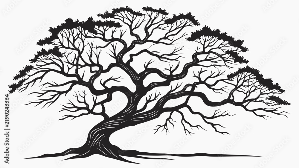 Fototapeta premium Spreading old tree silhouette with twisted branches nature graphic isolated tree black white