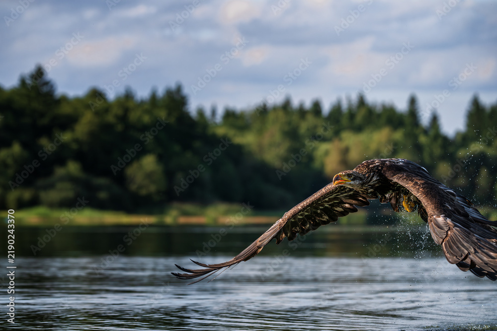 Fototapeta premium Young bald eagle Haliaeetus leucocephalus flying low over water surface with green forest background.