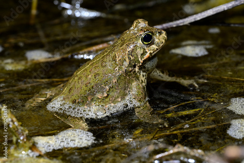 Natterjack toad // Kreuzkröte (Epidalea calamita) - Catalonia, Spain
