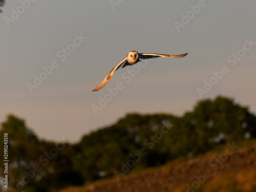 Schleiereule (Tyto alba)  jagt in der Dämmerung in den Yorkshire Dales