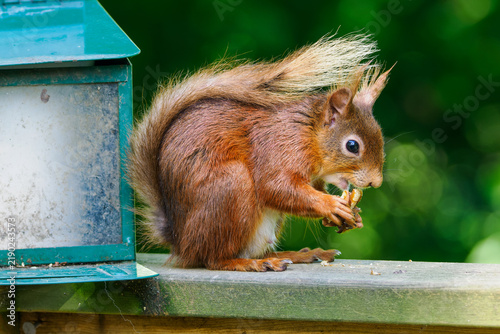 Eurasisches Eichhörnchen (Sciurus vulgaris) - Tiere der Yorkshire Dales