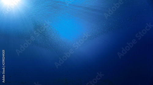 School of small fish in the blue ocean in rays of sunlight. Underwater photo - Scuba diving art.