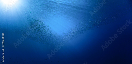 School of small fish in the blue ocean in rays of sunlight. Underwater photo - Scuba diving art.