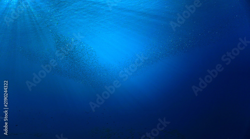 School of small fish in the blue ocean in rays of sunlight. Underwater photo - Scuba diving art.