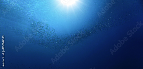 School of small fish in the blue ocean in rays of sunlight. Underwater photo - Scuba diving art.