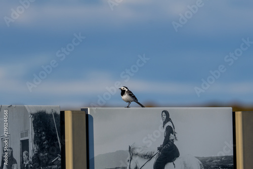 Konstfotografi Small White wagtail, Motacilla alba perched on a wall above black and white phot