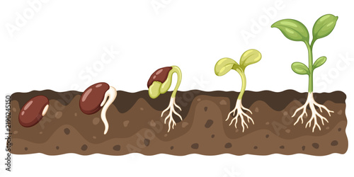 Bean seed germination stages showing the transformation from a dormant seed into a developing young plant with roots stems and leaves in soil