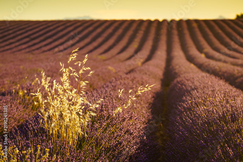 Фотография Lavender field stretches under a bright sky with rows of flowers swaying in the