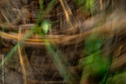 Obraz na płótnie Abstract motion blur nature background with dynamic swirling foliage and earthy
