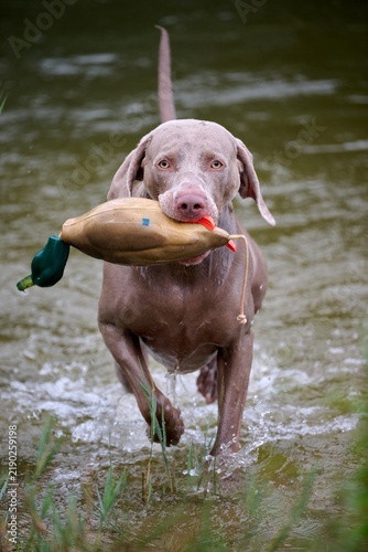 Obraz na plátně shorthaired weimaraner in the water retrieving a dummy duck