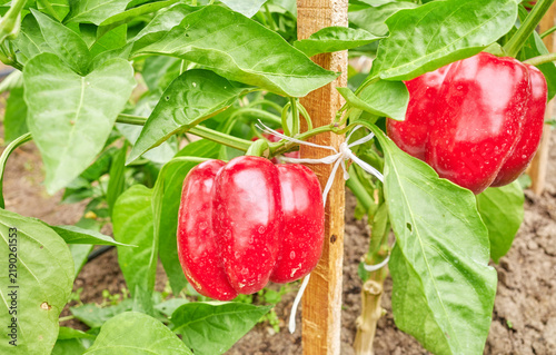 Organically grown bell peppers, selective focus.