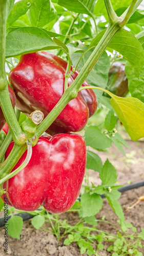 Organically grown bell peppers, selective focus.