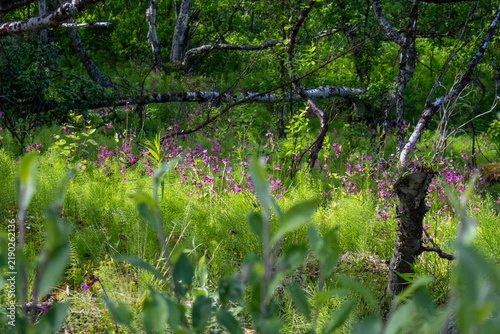 Obraz na plátně Schwedischer Blumenwald in Abisko Lappland