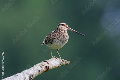Common snipe (Gallinago gallinago)