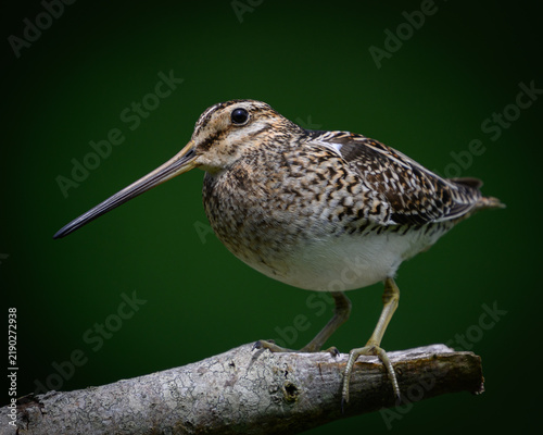 Common snipe (Gallinago gallinago)