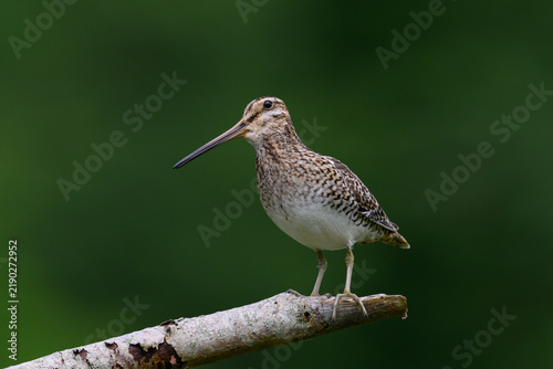 Common snipe (Gallinago gallinago)