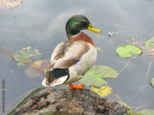 Obraz na plátně Male Mallard duck