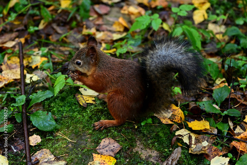 A cute red squirrel on the ground, searching for food.