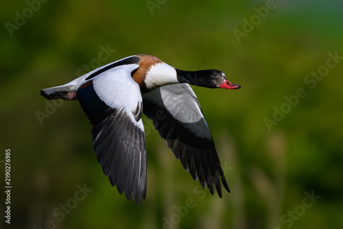 Common shelduck (Tadorna tadorna)