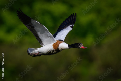 Common shelduck (Tadorna tadorna)