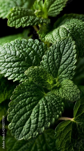 Close-up of vibrant green textured mint leaves with intricate veining