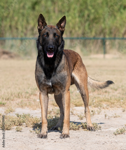 Bild auf Leinwand training of belgian shepherd