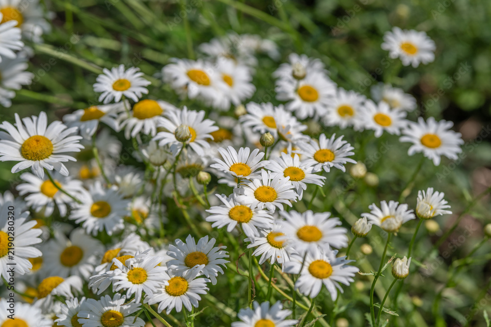 Fototapeta premium Bright daisies dance in the sunlight, painting a vibrant scene of nature's beauty in a serene garden setting