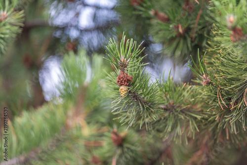 Konstfotografi Bright green pine needles cradle a lone pine cone on a tree branch, showcasing t