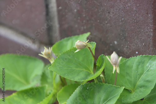 Obraz na płótnie 蕾のように見えるスミレの閉鎖花