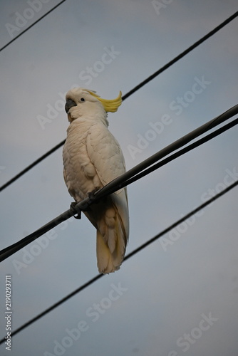 Photography bird on a wire