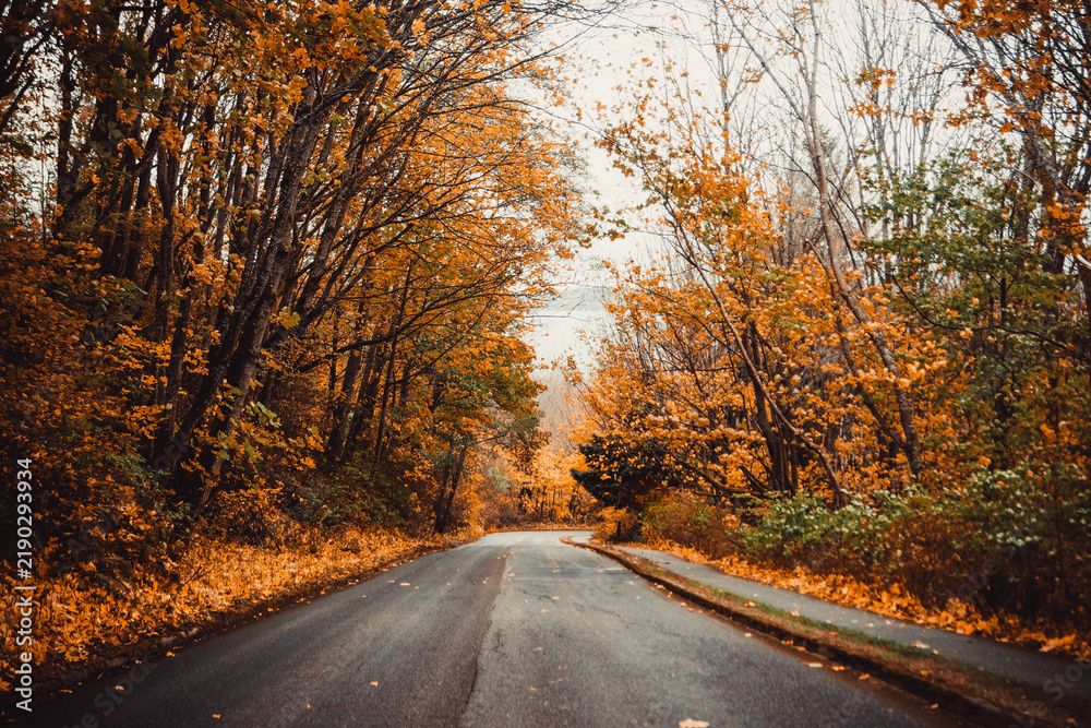 Obraz premium Scenic Seattle road in autumn, framed by red, orange, and golden foliage, with fallen leaves covering the street. 