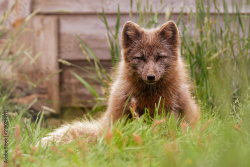 Young arctic fox, Vulpes lagopus, resting in green grass with a wooden fence behind, soft light, calm mood, and natural outdoor setting.