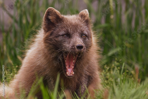 Young brown arctic fox, Vulpes lagopus, yawning in tall green grass, close up wildlife portrait with soft natural background and a calm outdoor feel.