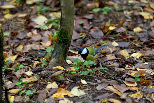 A wild titmouse on the forest floor, foraging for food.